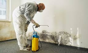 Why You Should Choose Our Mold Remediation Services in Wyomissing, PA